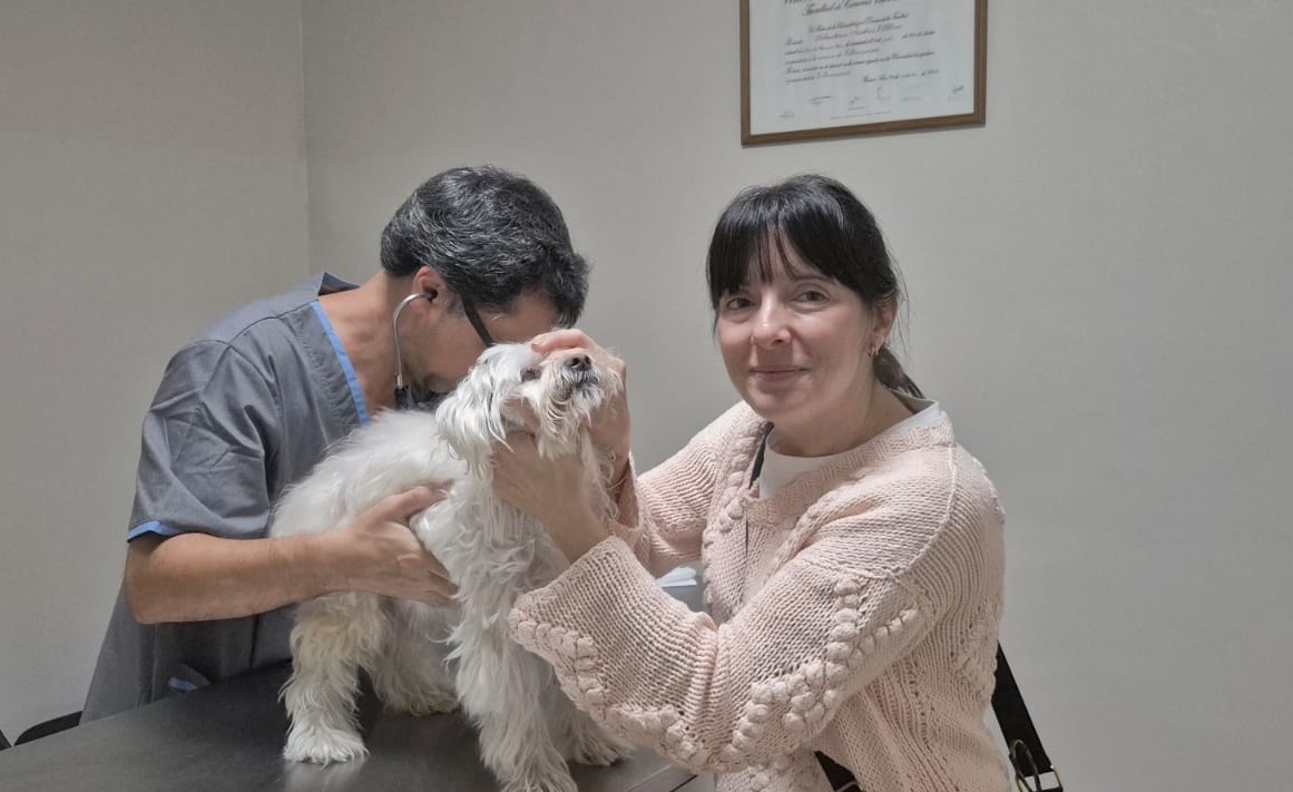 Veterinario auscultando a un perro